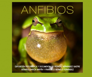 Ponencia anfibios