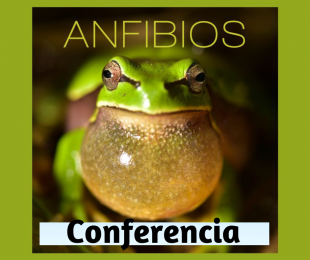 anfibios