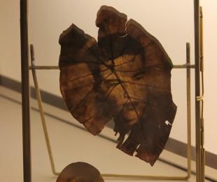 Miradas