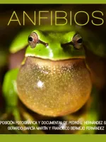 Anfibios