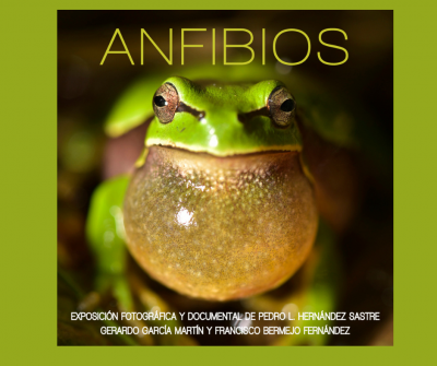Anfibios